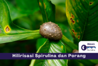 Hilirisasi Spirulina dan Porang - The EdGe