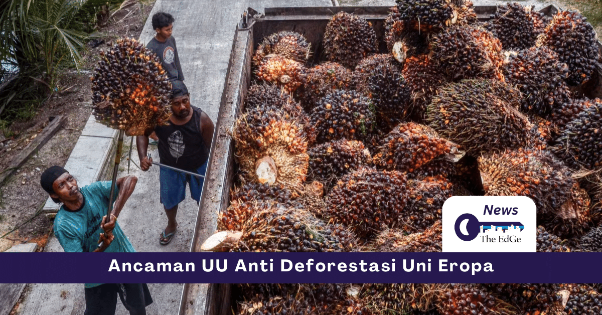 Ancaman UU Anti Deforestasi Uni Eropa - The EdGe